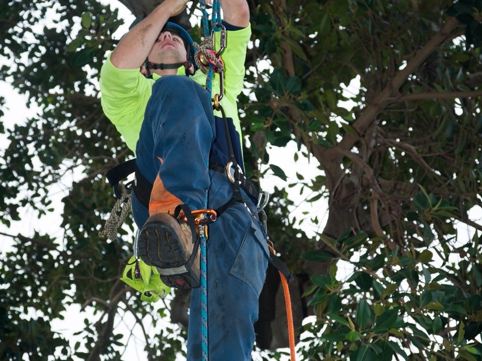 Qualified arborist working in a mature tree during a risk assessment in Shropshire
