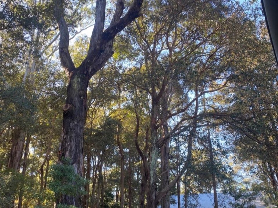 Mature trees in a Shropshire parkland setting due for routine re-inspection